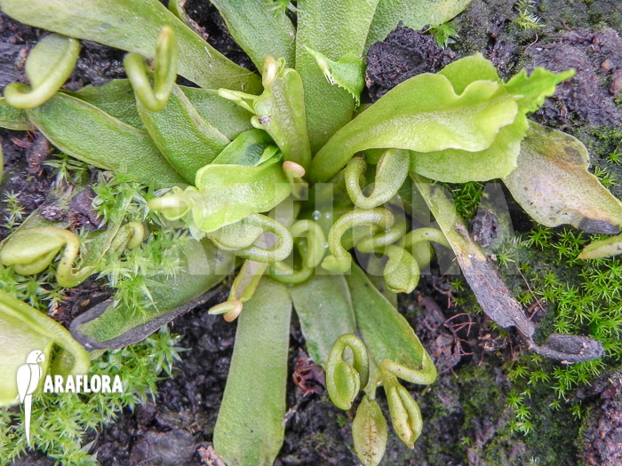 Dionaea muscipula ‘Spaghetti’