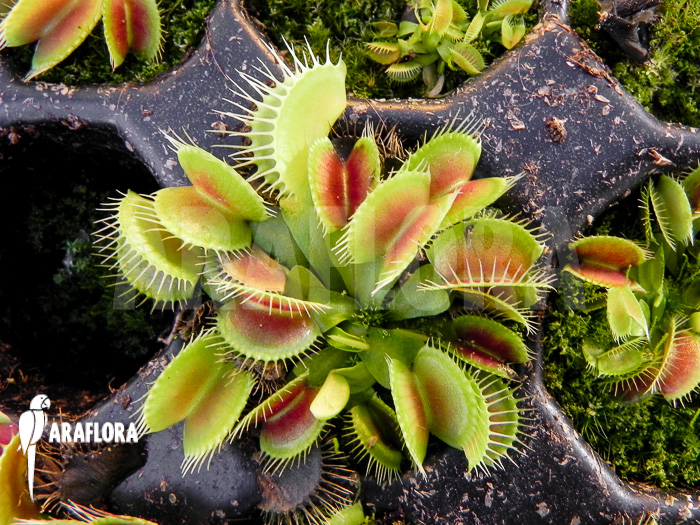 Dionaea muscipula Spike Starter