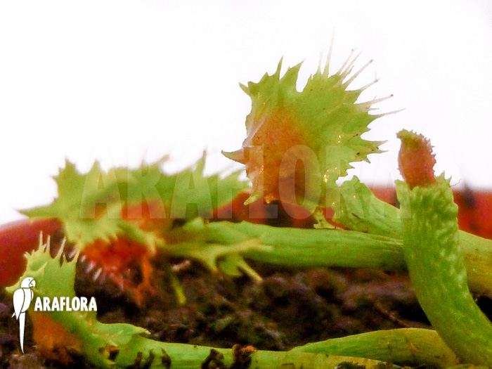 Dionaea muscipula Spiky