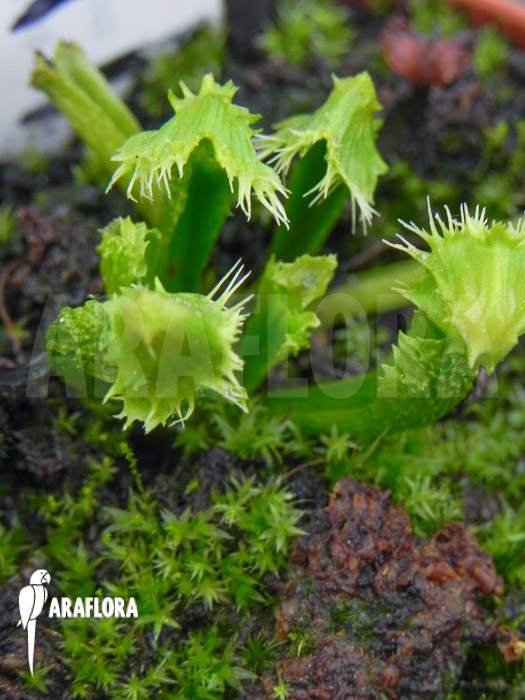 Dionaea muscipula ‘Splash’