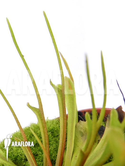 Dionaea muscipula ‘Stingray’