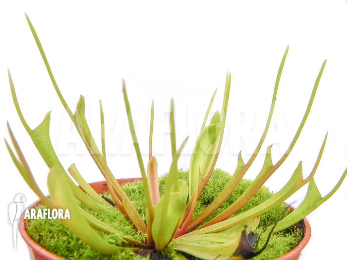 Dionaea muscipula ‘Stingray’