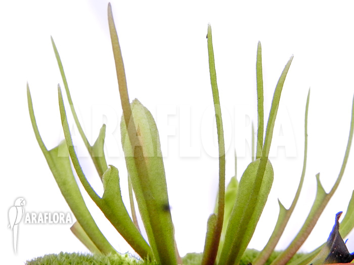 Dionaea muscipula ‘Stingray’