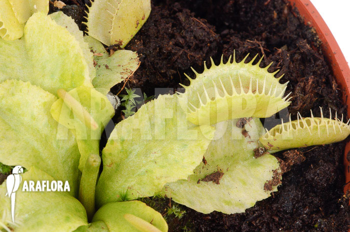 Dionaea muscipula ‘Sunrise’