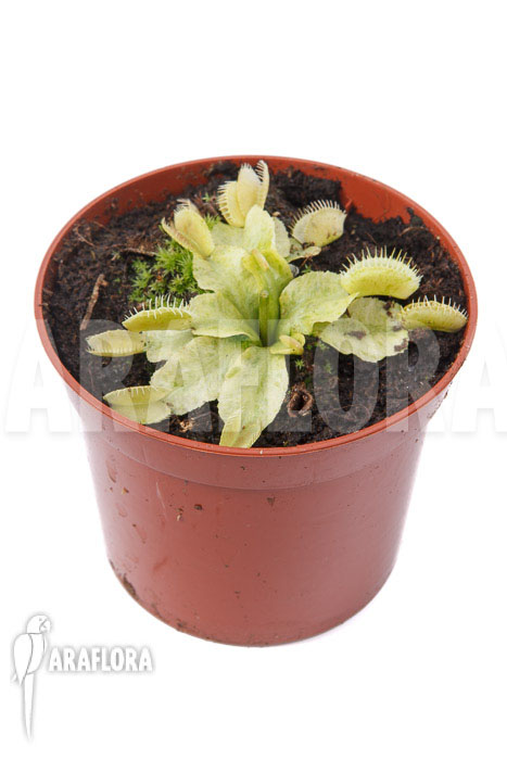 Dionaea muscipula ‘Sunrise’