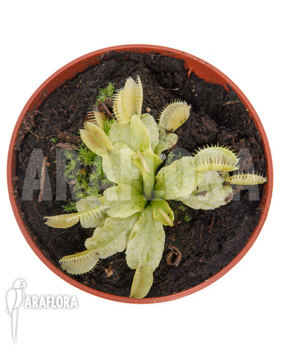 Dionaea muscipula ‘Sunrise’