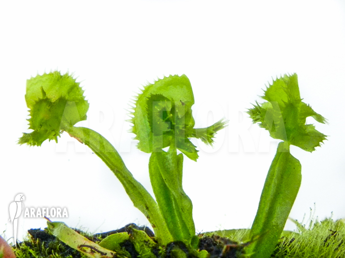 Dionaea muscipula ‘Tremor’