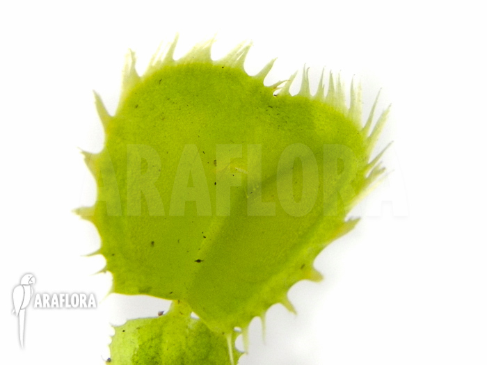 Dionaea muscipula ‘Triton’