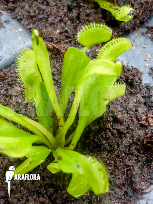Dionaea muscipula ‘Triton Starter’