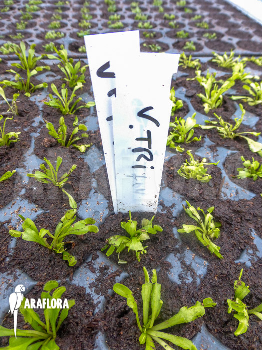 Dionaea muscipula ‘Triton Starter’