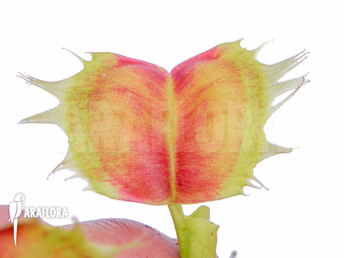 Dionaea muscipula ‘Trump’