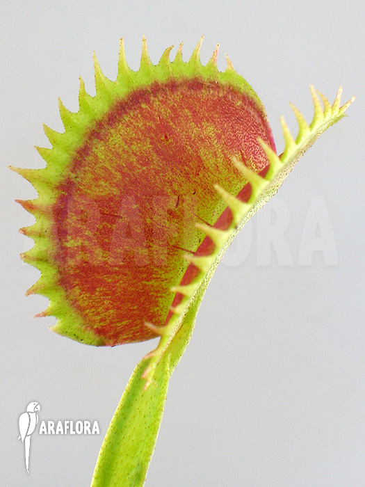 Dionaea muscipula ‘UK sawtooth I’