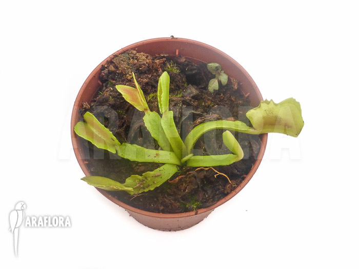 Dionaea muscipula ‘Wacky Traps’