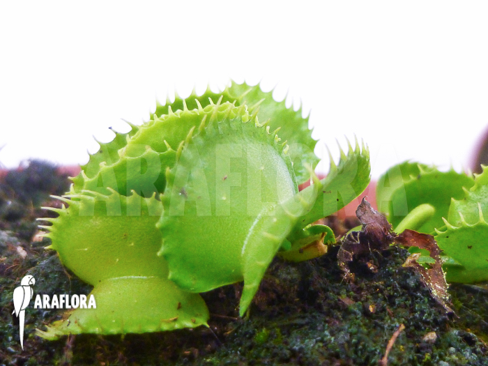 Dionaea muscipula ‘Werewolf Ara’