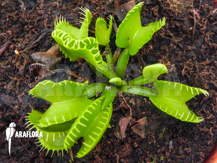 Dionaea muscipula ‘Werewolf Ara’