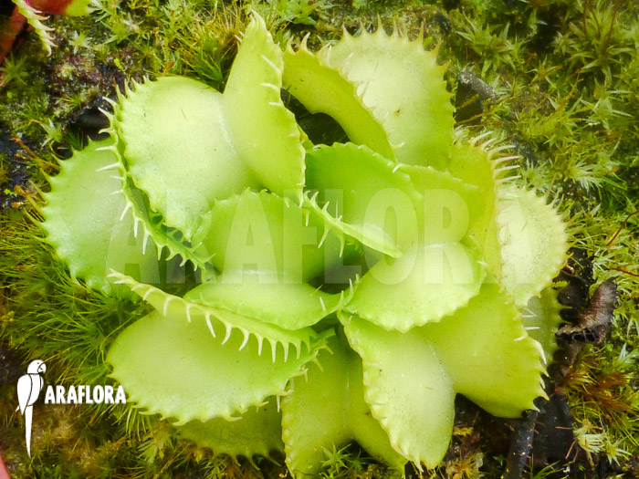 Dionaea muscipula ‘Werewolf Ara’
