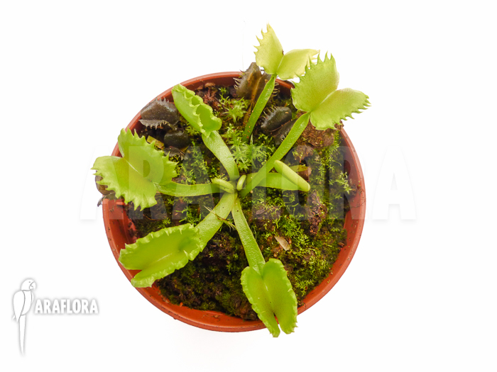 Dionaea muscipula ‘Werewolf’ ‘Starter’