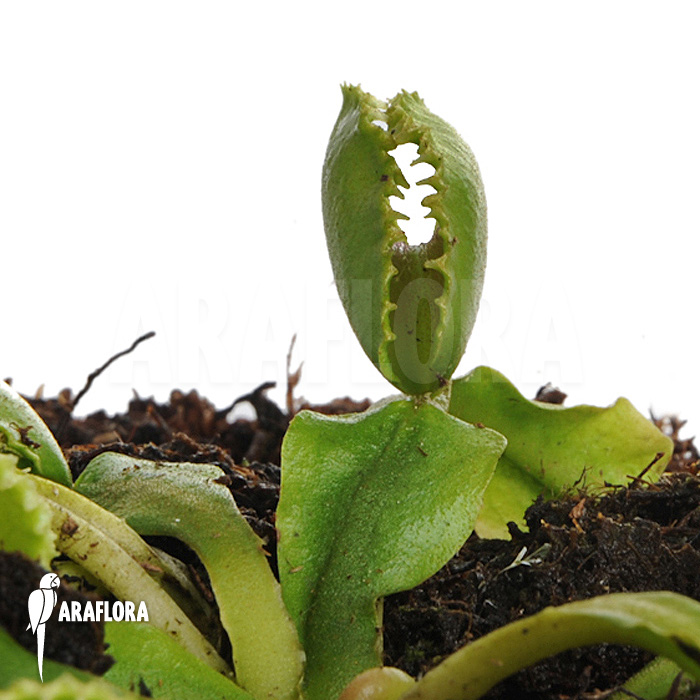 Dionaea muscipula ‘Wiki’