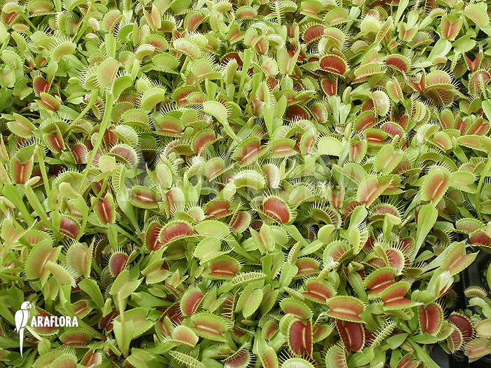 Dionaea muscipula ‘Young plants’