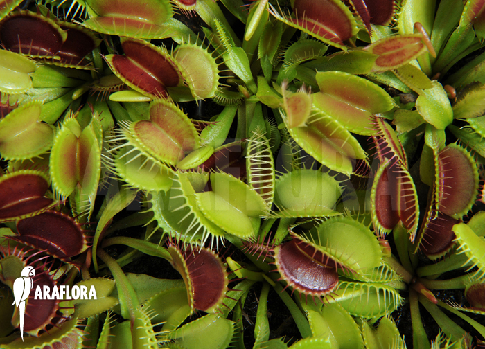 Dionaea muscipula ‘Young plants’