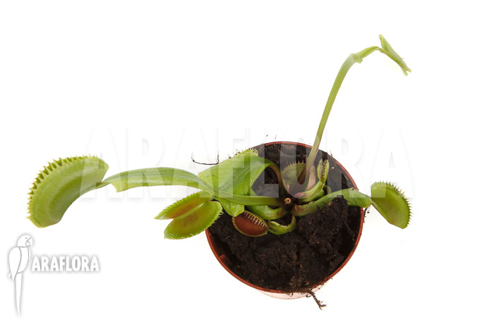 Dionaea muscipula ‘la grosse a gui gui’