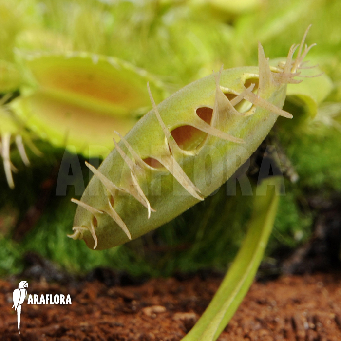 Dionaea muscipula ‘Fuzed tooth B’