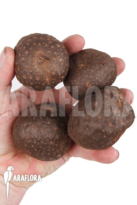 Dioscorea bulbifera ‘L’