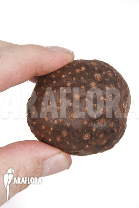 Dioscorea bulbifera ‘L’