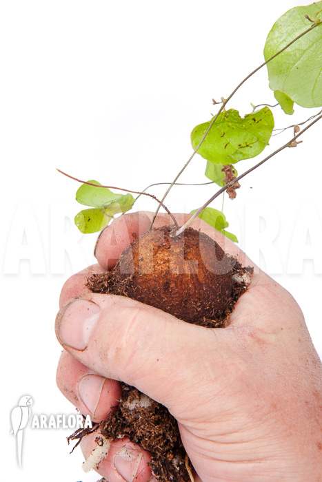 Dioscorea elephantipes ‘S’