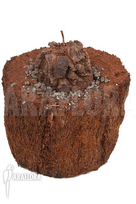 Dioscorea elephantipes var montana