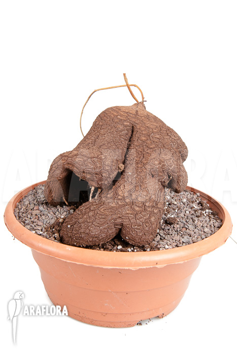 Dioscorea sylvatica 1