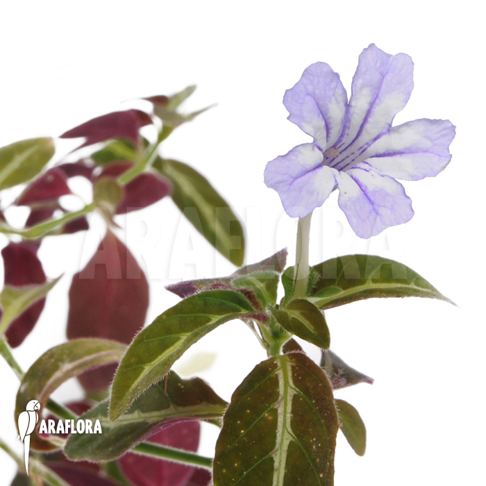 Dipteracanthus devosianus