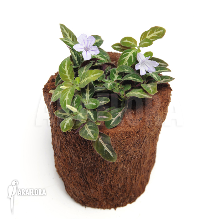 Dipteracanthus devosianus