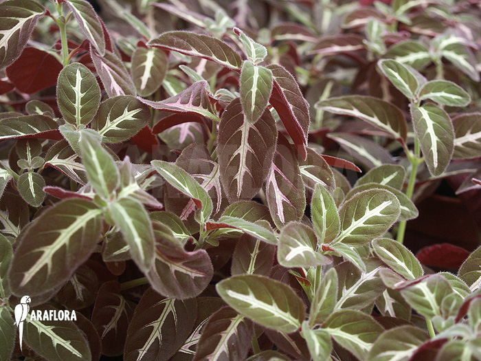 Dipteracanthus devosianus