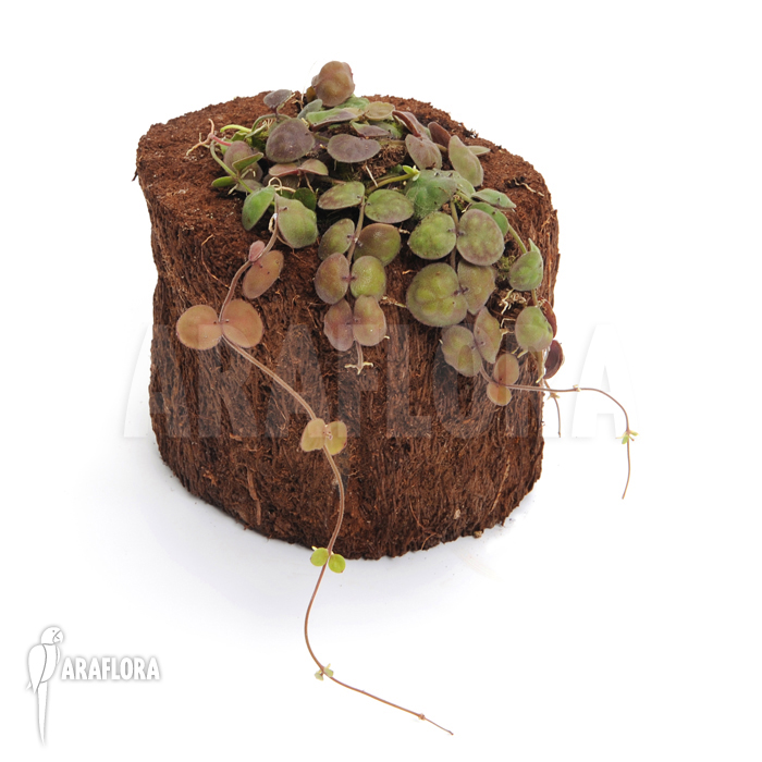 Dischidia astephana plant plug example