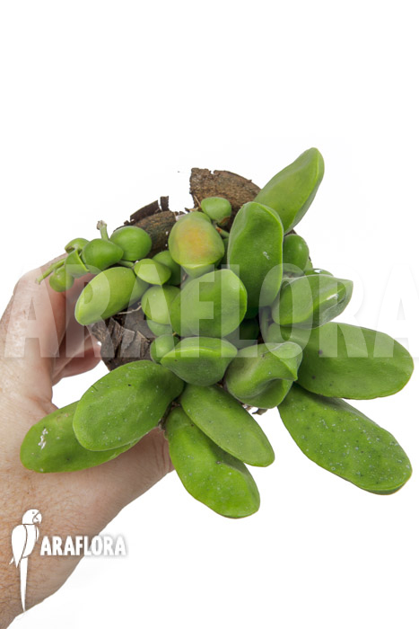 Dischidia major ‘L’