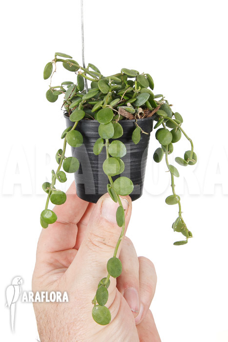 Dischidia nummularia ‘Button’