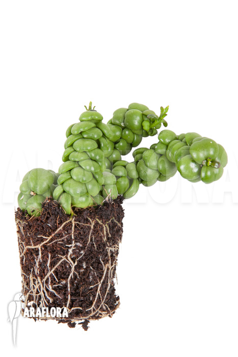 Dischidia nummularifolia “Dragon Jade” ‘Starter’