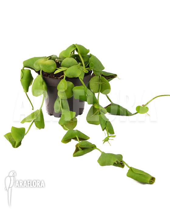 Dischidia platyphylla