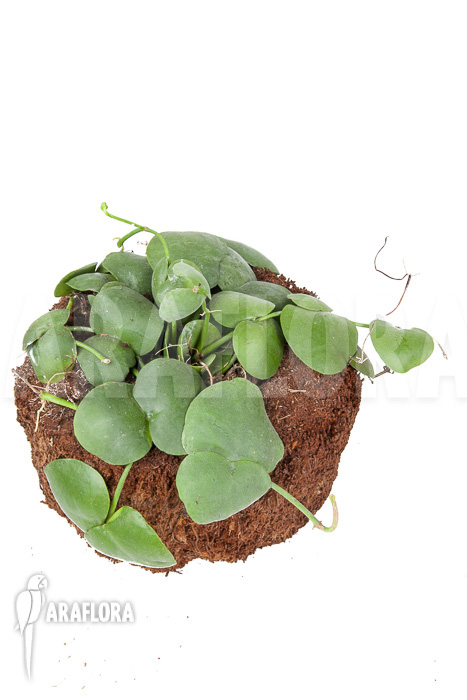 Dischidia platyphylla ‘XL’