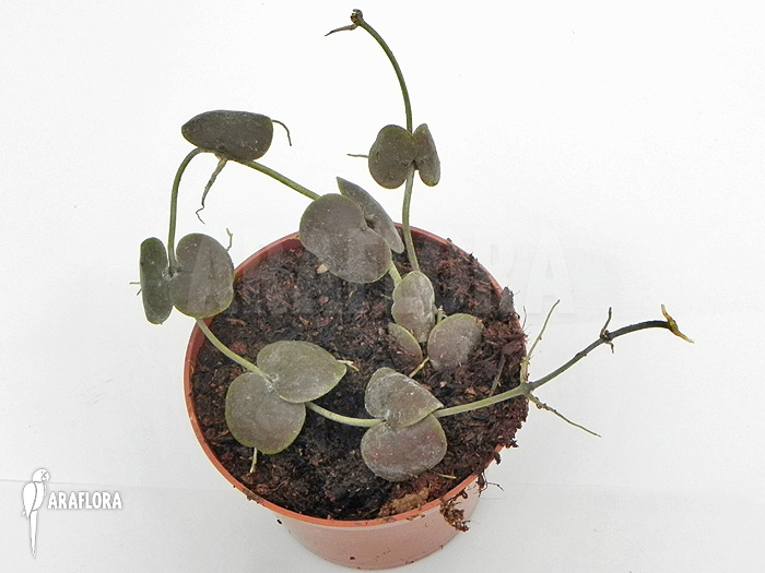 Dischidia platyphylla ‘Type A’