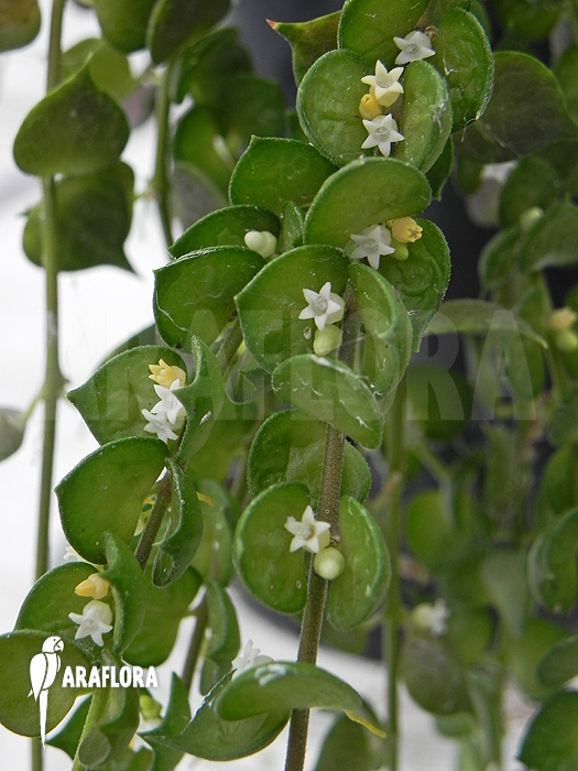 Dischidia ruscifolia