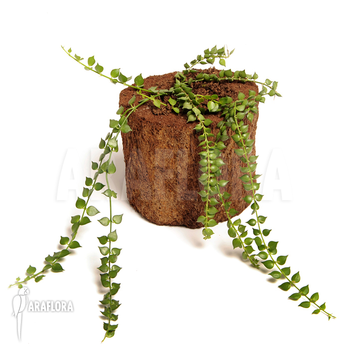 Dischidia ruscifolia