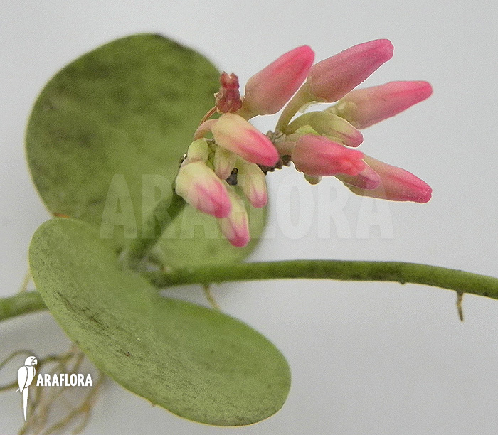 Flower of Dischidia species Thailand