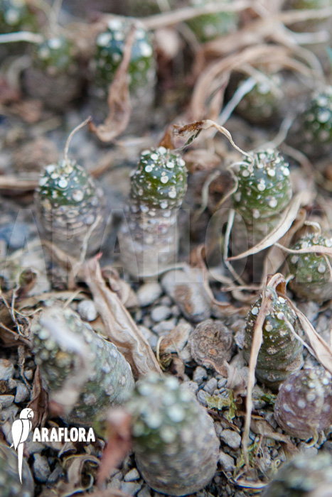 Dorstenia crispa var lancifolia