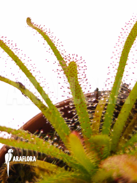 Drosera alba
