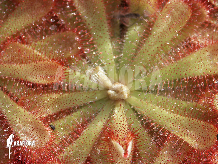 Drosera aliciae