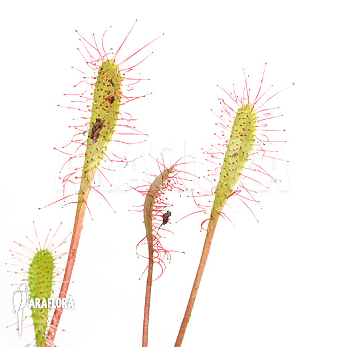 Drosera anglica