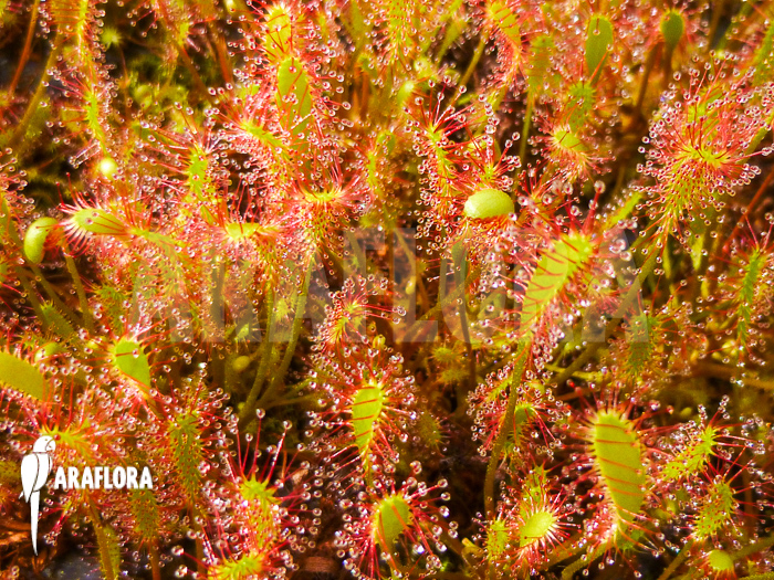Drosera anglica