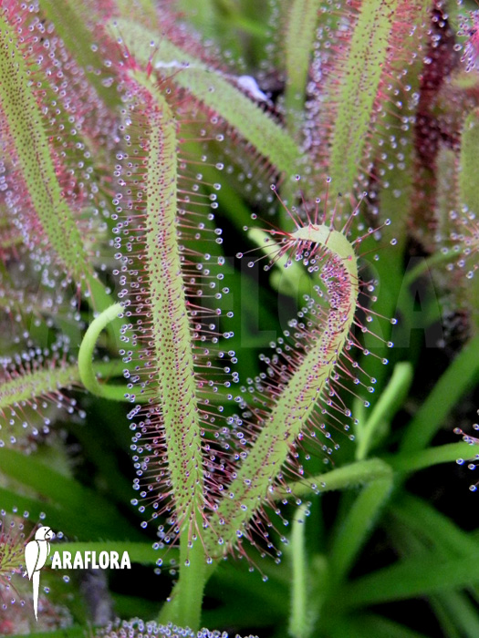 Drosera capensis